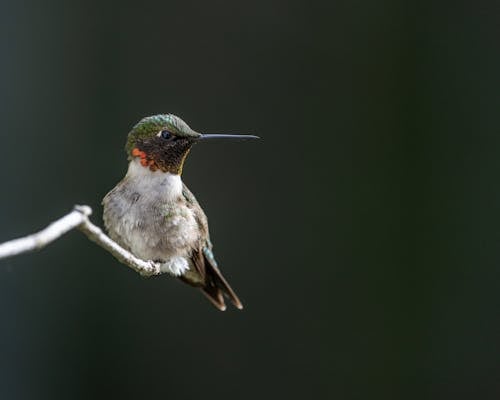 Foto d'estoc gratuïta de au, branca, colibrí