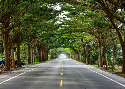 Free A scenic road enveloped by lush green trees, creating a tunnel effect in summer. Stock Photo