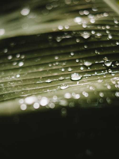 Close-up of Water Droplets on a Green Leaf 