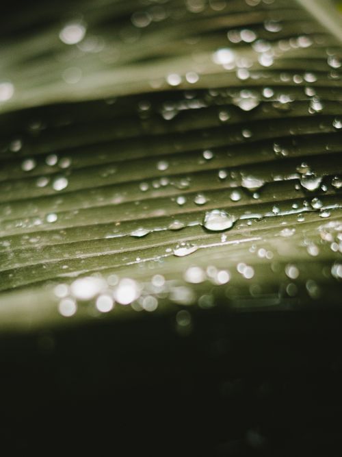 Free Vibrant close-up of a leaf with dew droplets highlighting nature's texture. Stock Photo