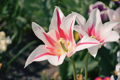Free Close-up of colorful tulips in full bloom in a Potsdam, Germany garden. Stock Photo