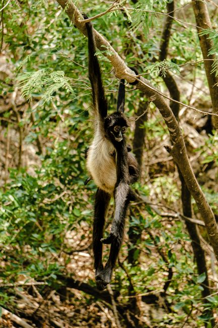 A spider monkey swings gracefully in the lush forests of Chiapas, Mexico.