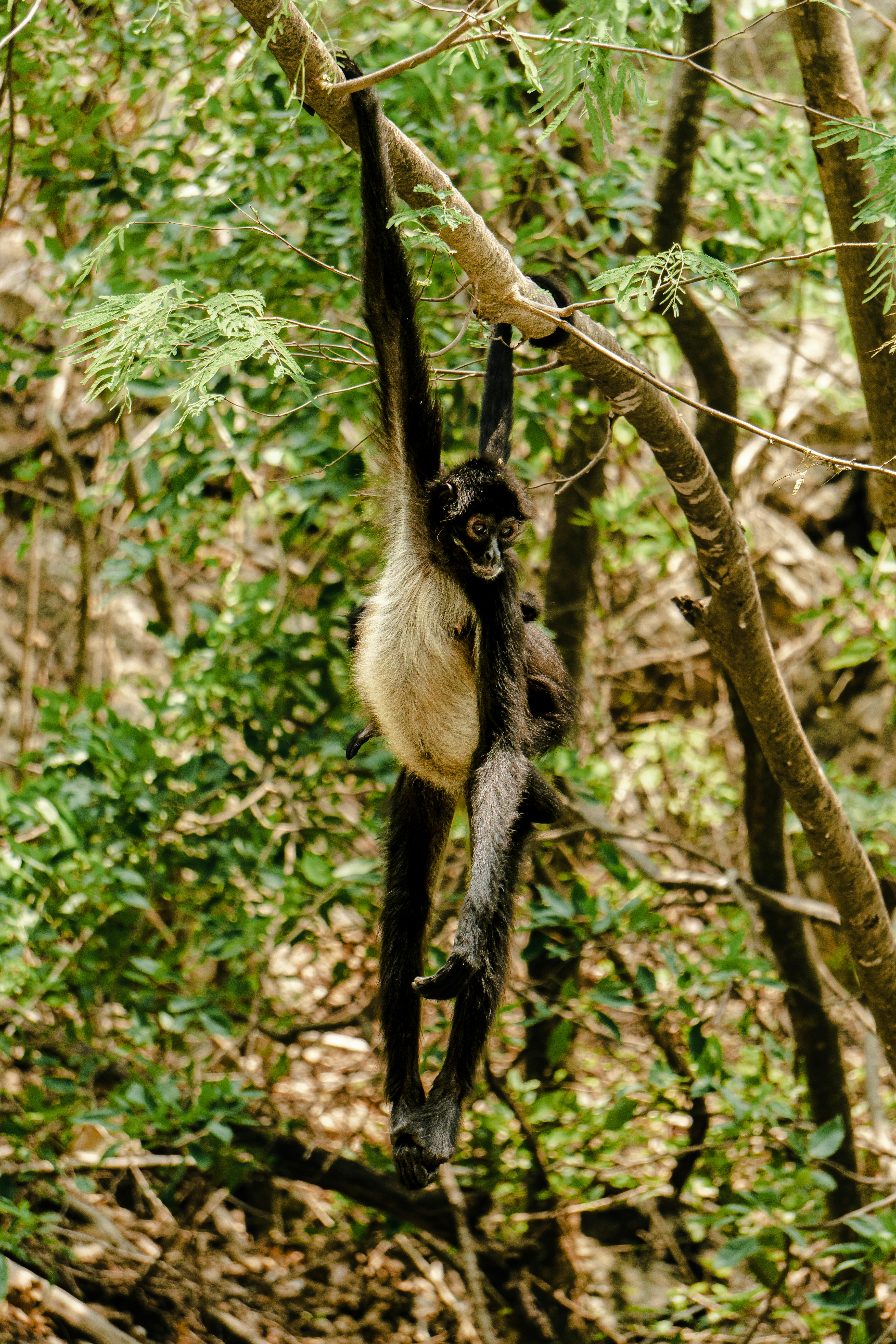 Foto De Stock Macaco-Aranha Preto, Royalty-Free