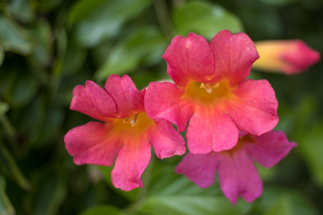 無料 インカルビレア シネンシス, セレクティブフォーカス, ピンクの花の無料の写真素材 写真素材