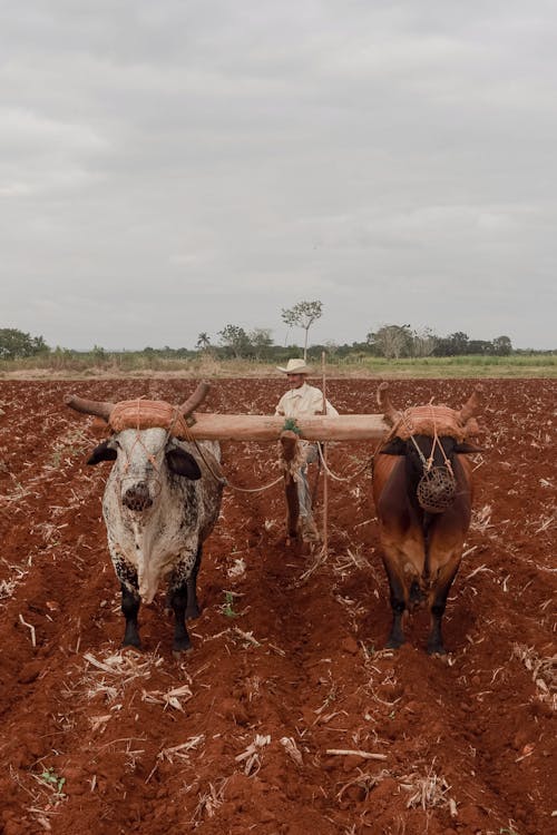 Photos gratuites de agriculteur, agriculture, animal de travail