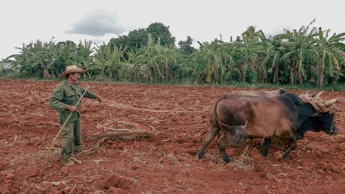 A Farmer Holding the Oxen Plowing the Field 