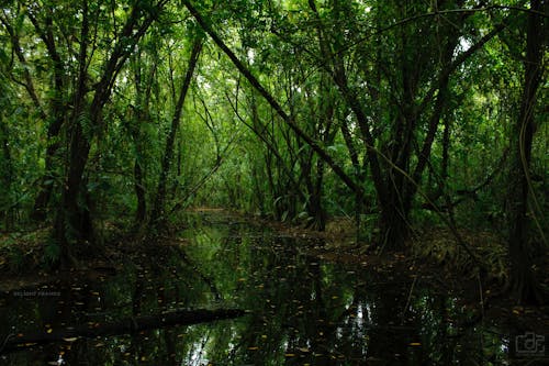 Foto profissional grátis de árvores, ecológico, floresta