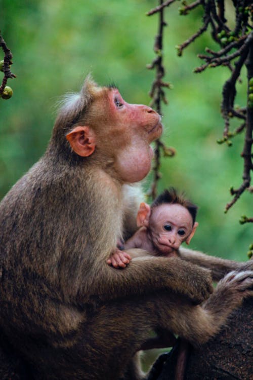 Macaque with Offspring