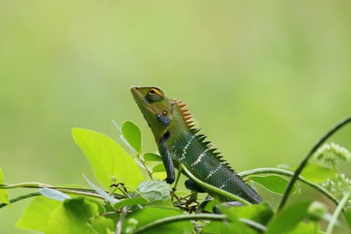 도마뱀, 동물 사진, 식물의 무료 스톡 사진