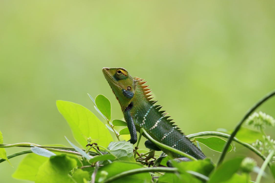 Lizard on Plant