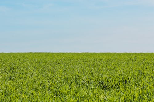 Foto stok gratis agrikultura, bidang, lahan pertanian