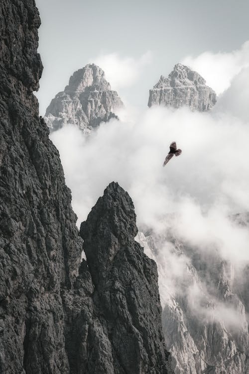 秃头鹰在岩层附近飞行