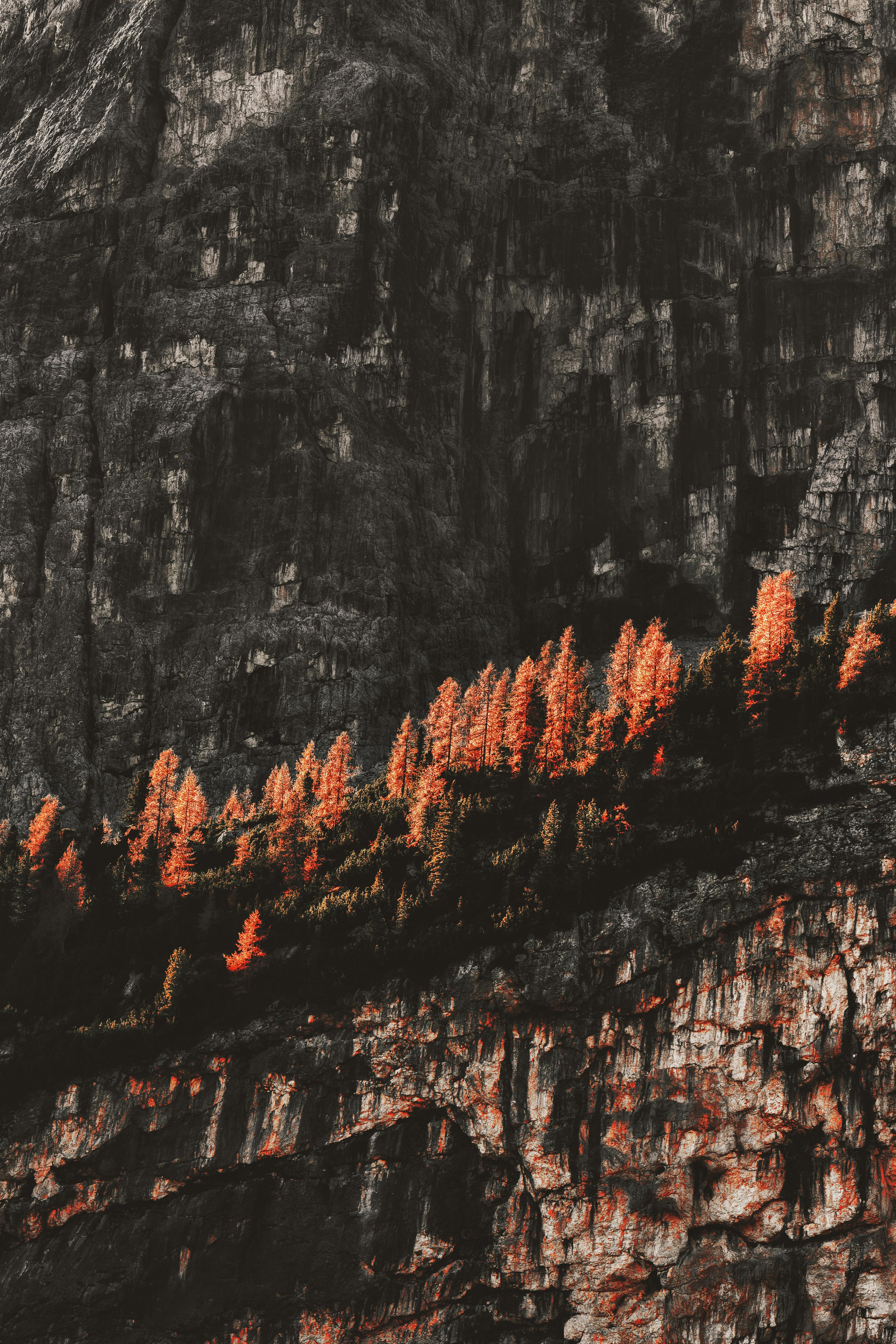 orange leafed trees on rocky hill