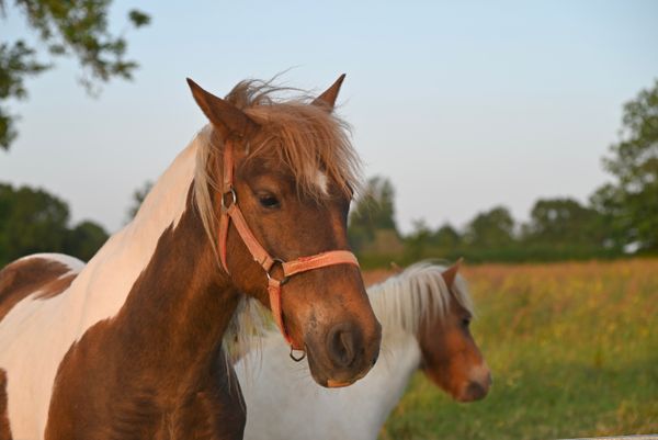 Horses at Sunset jigsaw puzzle