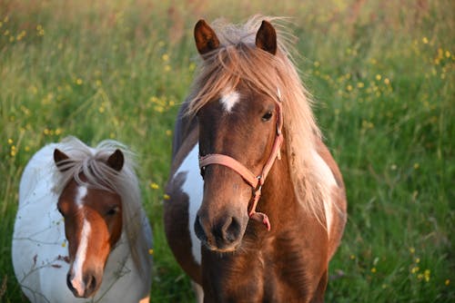 Foal and Mare Standing on Meadow