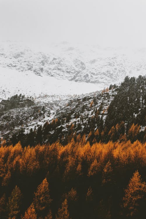 Gratis lagerfoto af bjerg, dagslys, efterår