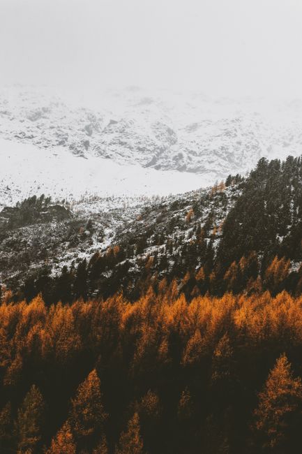 Snow-covered mountains overlooking a forest with autumn foliage under a cloudy sky.