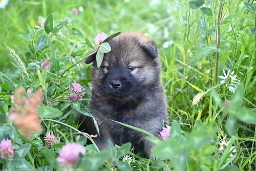 Foto stok gratis anak anjing, anjing, bidang