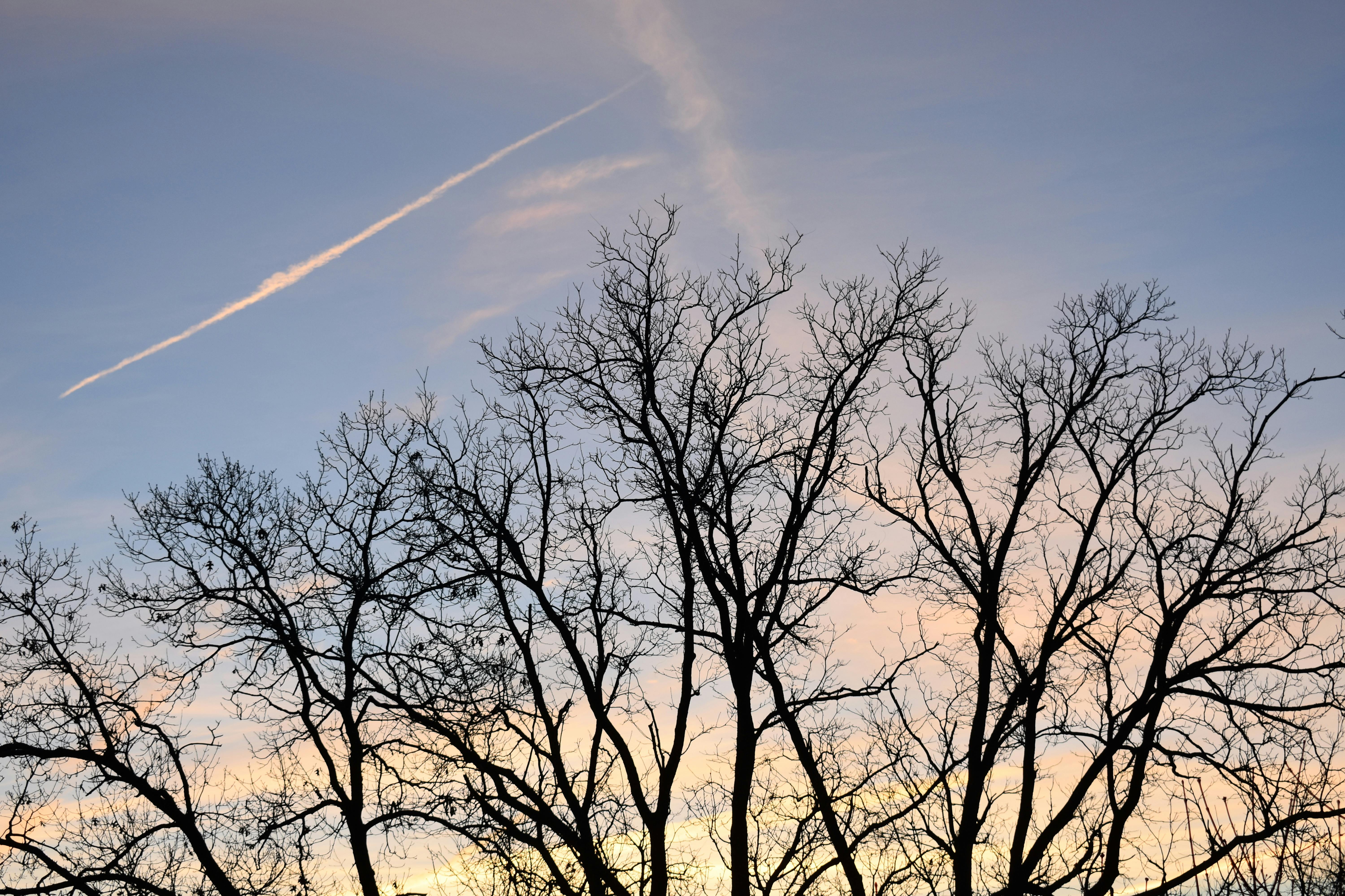 Free stock photo of blue sky, dark branches, Dark tree