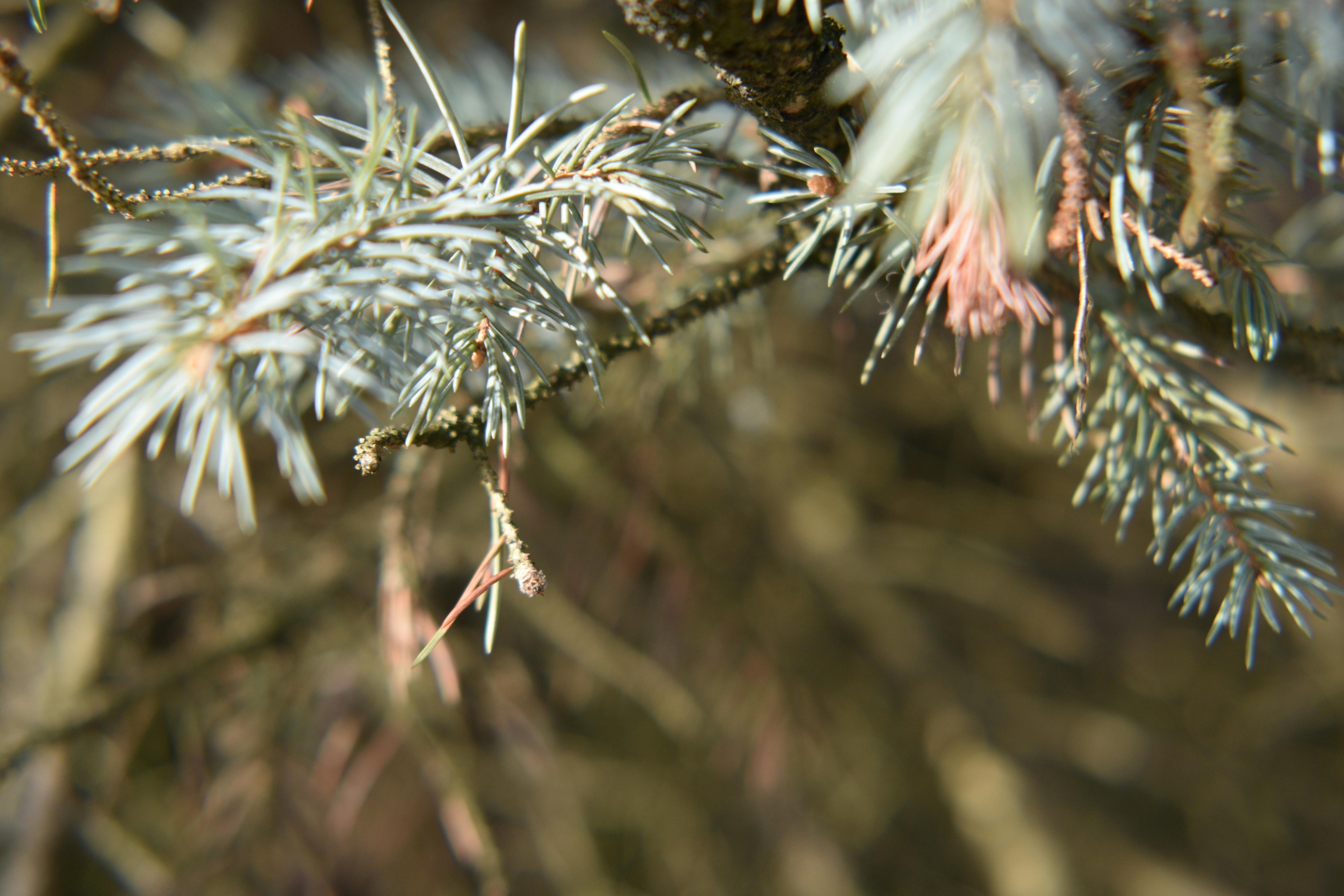 Free stock photo of pine leaves, pine tree