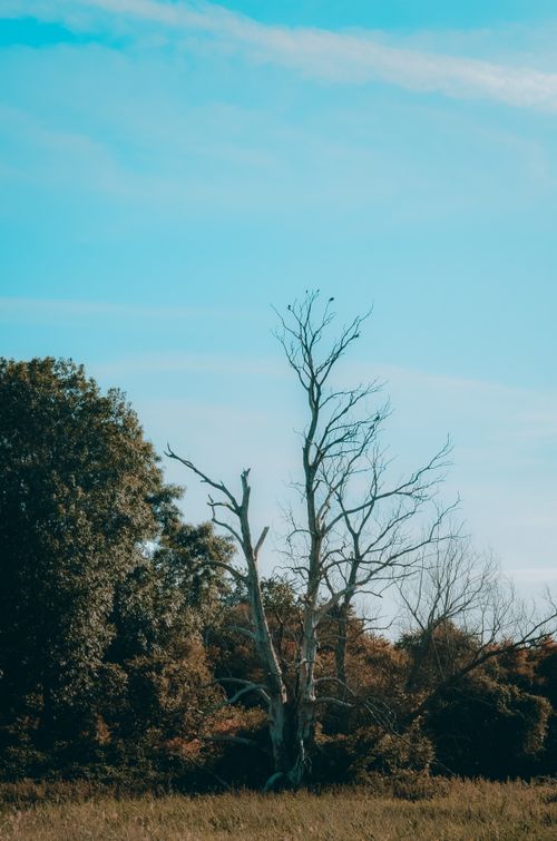 Free A serene meadow scene with a solitary tree under a bright blue sky, capturing nature's quiet beauty. Stock Photo