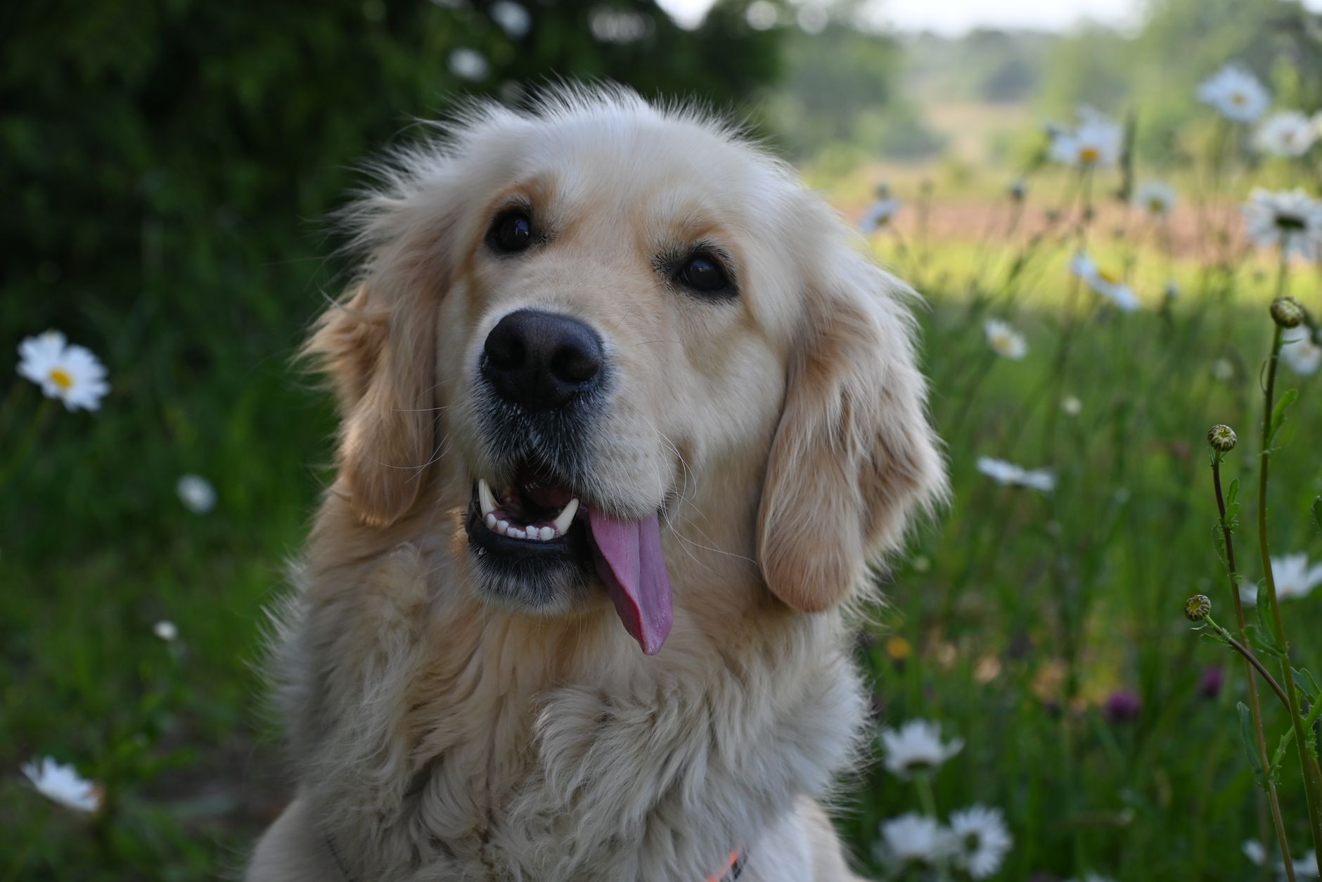 A happy golden retriever with tongue out in a vibrant meadow full of daisies.
