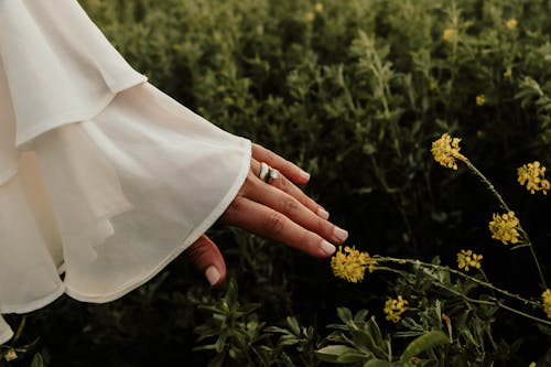 A woman's hand in a field of yellow flowers