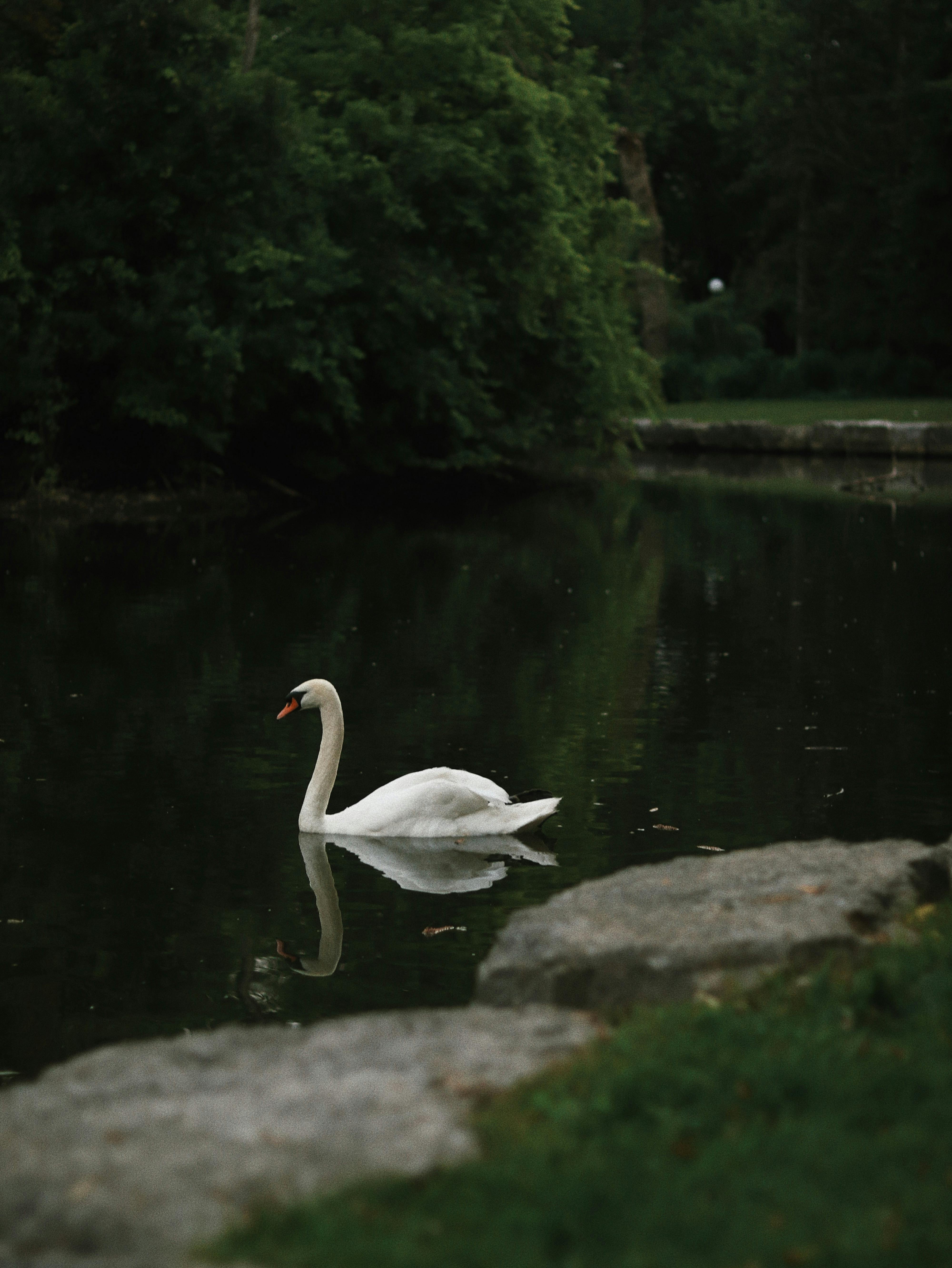 A graceful swan swimming in a serene park pond surrounded by lush greenery.