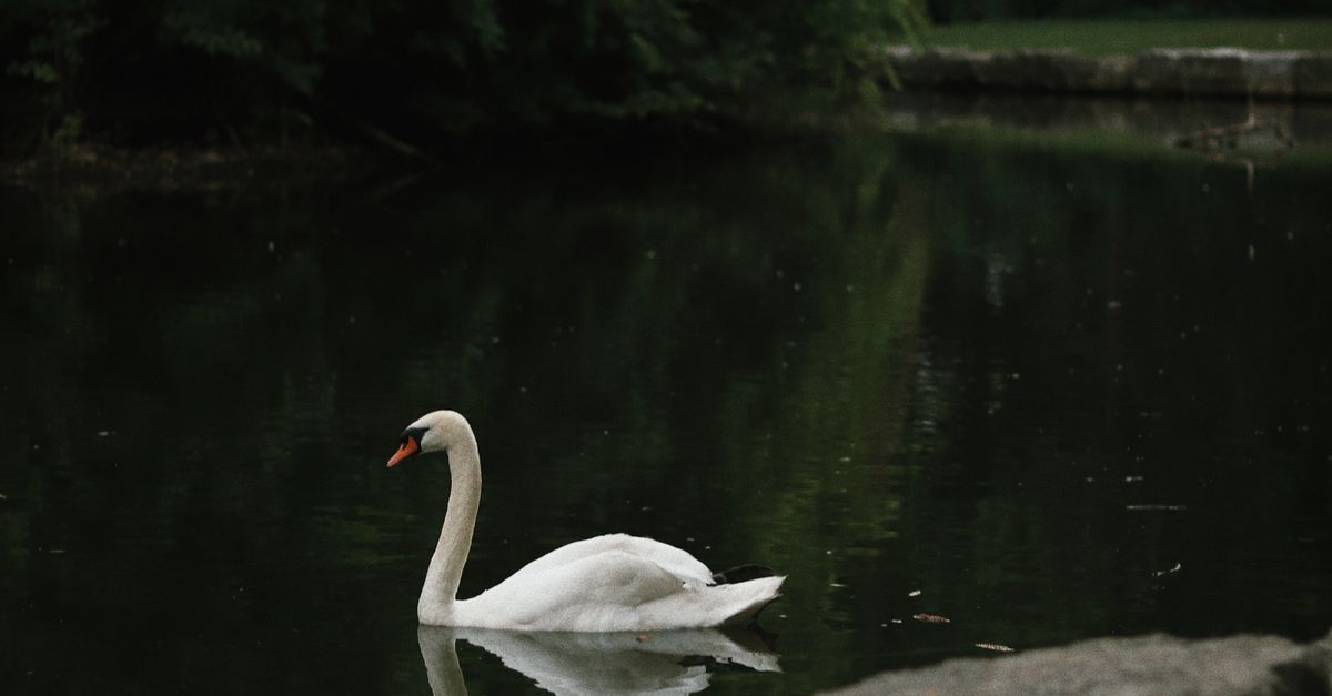 Swam Photo Example Swam Swimming in Park Pond · Free Stock Photo