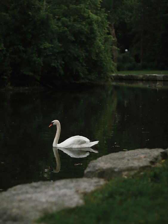 Swam Photo Example Swam Swimming in Park Pond · Free Stock Photo