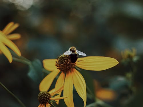 Photos gratuites de abeille, animal, fermer