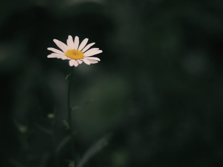 A Daisy Flower In A Garden