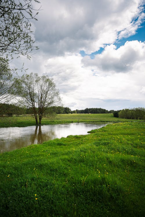 Kostenloses Stock Foto zu baum, gras, natur