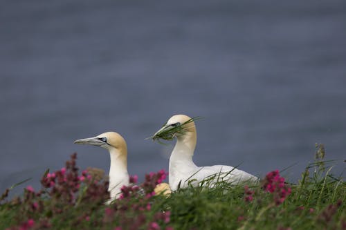 Two birds sitting on top of a grassy hill