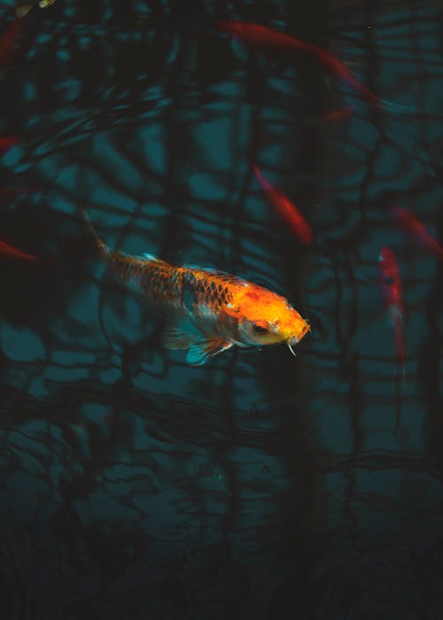 Δωρεάν στοκ φωτογραφιών με koi ψάρια, κυπρίνος, υδρόβια ζώα Φωτογραφία από στοκ φωτογραφιών