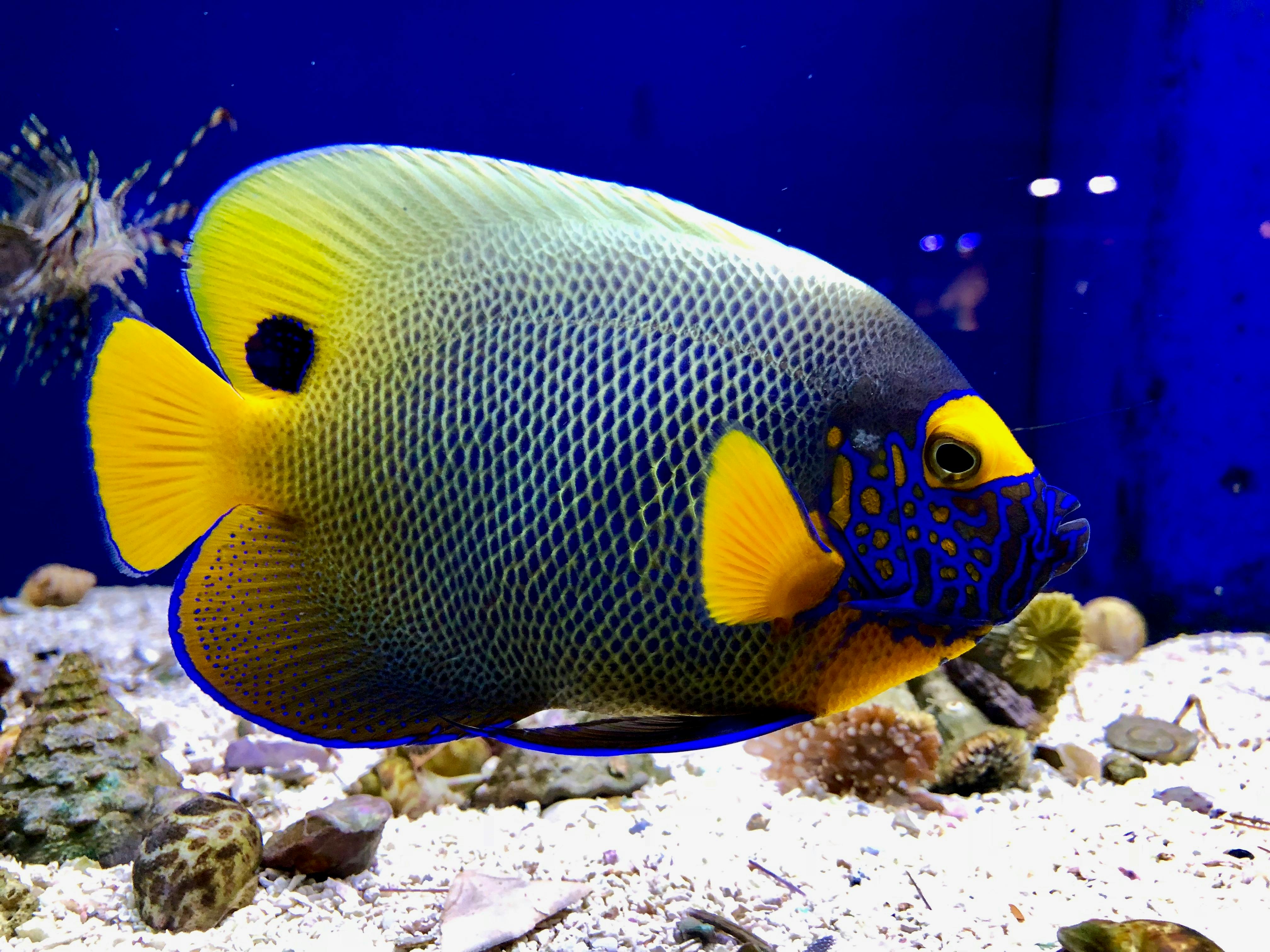 Free stock photo of Angel fish, blueface angel, coral