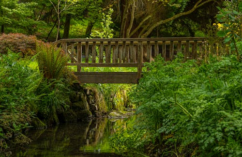 Footbridge in Forest
