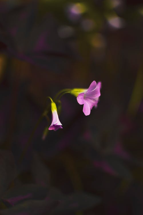 Foto stok gratis bunga ungu, foto, foto murung