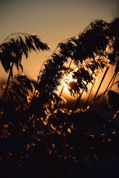 Fotos de stock gratuitas de Adobe Photoshop, amanecer, campo agrícola