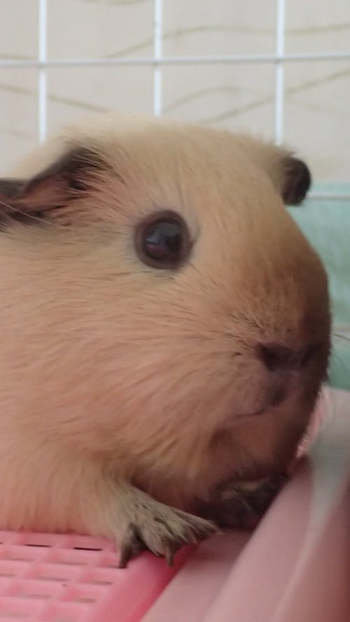 Free stock photo of guinea pig