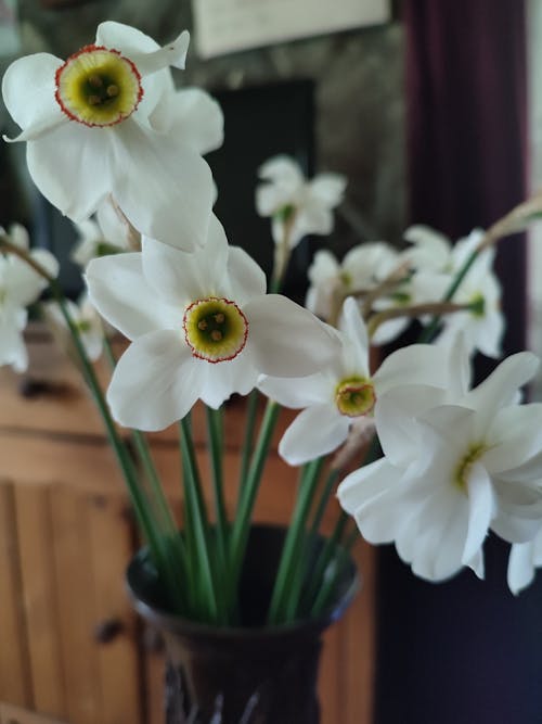 Foto profissional grátis de branco, flores, flores da primavera