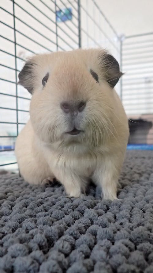 Free stock photo of guinea pig