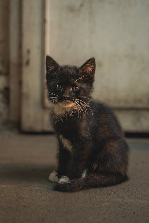 Imagine de stoc gratuită din adorabil, animal de casă, fotografie de stradă