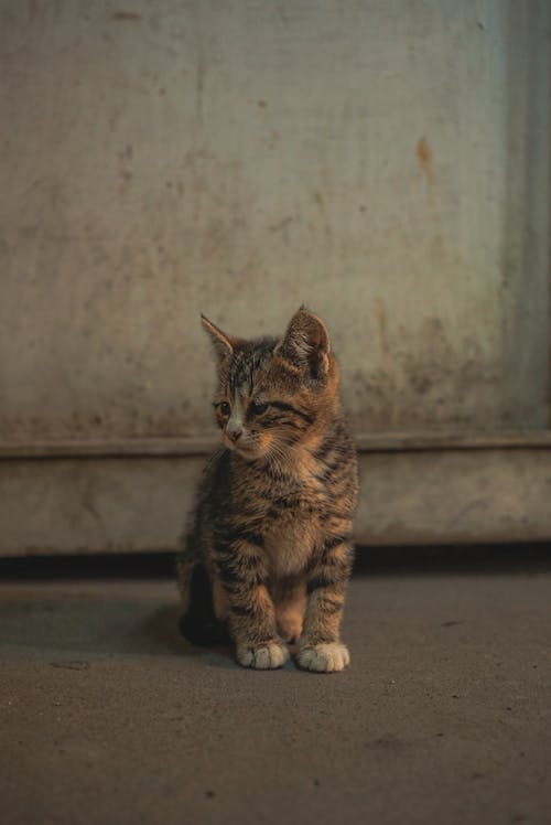 Δωρεάν στοκ φωτογραφιών με γατάκι, γκρο πλαν, ζώο