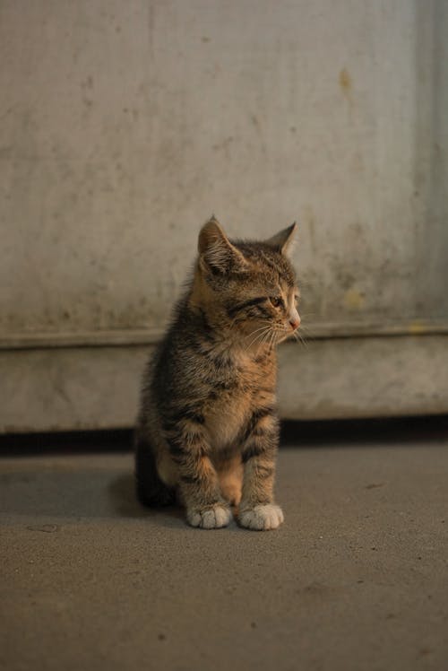 갈색 줄무늬 고양이, 귀여운, 동물 사진의 무료 스톡 사진