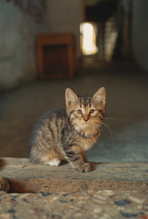 Fotobanka s bezplatnými fotkami na tému domáce zvieratá, dvere, hnedá mourovatá mačka