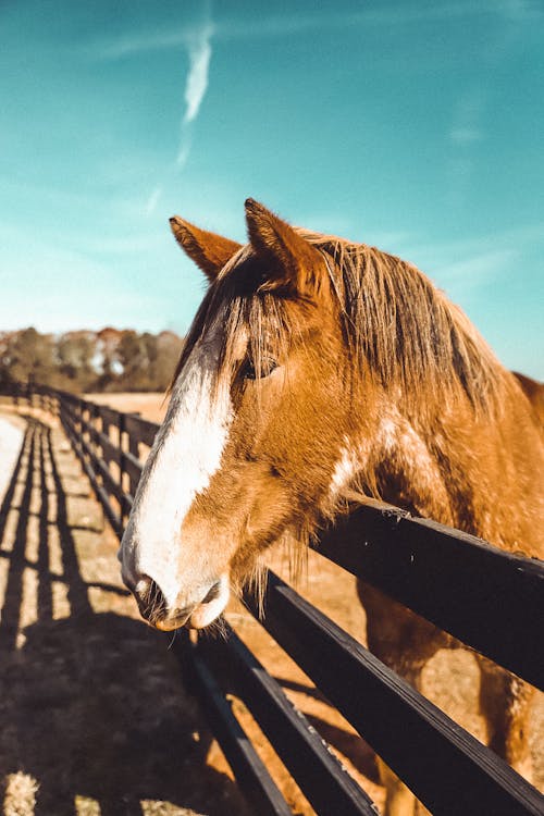 Cavalo Em Pé Na Cerca