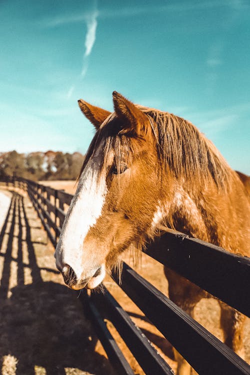 Δωρεάν στοκ φωτογραφιών με αγρόκτημα, άλογο, άλογο σε έναν τομέα