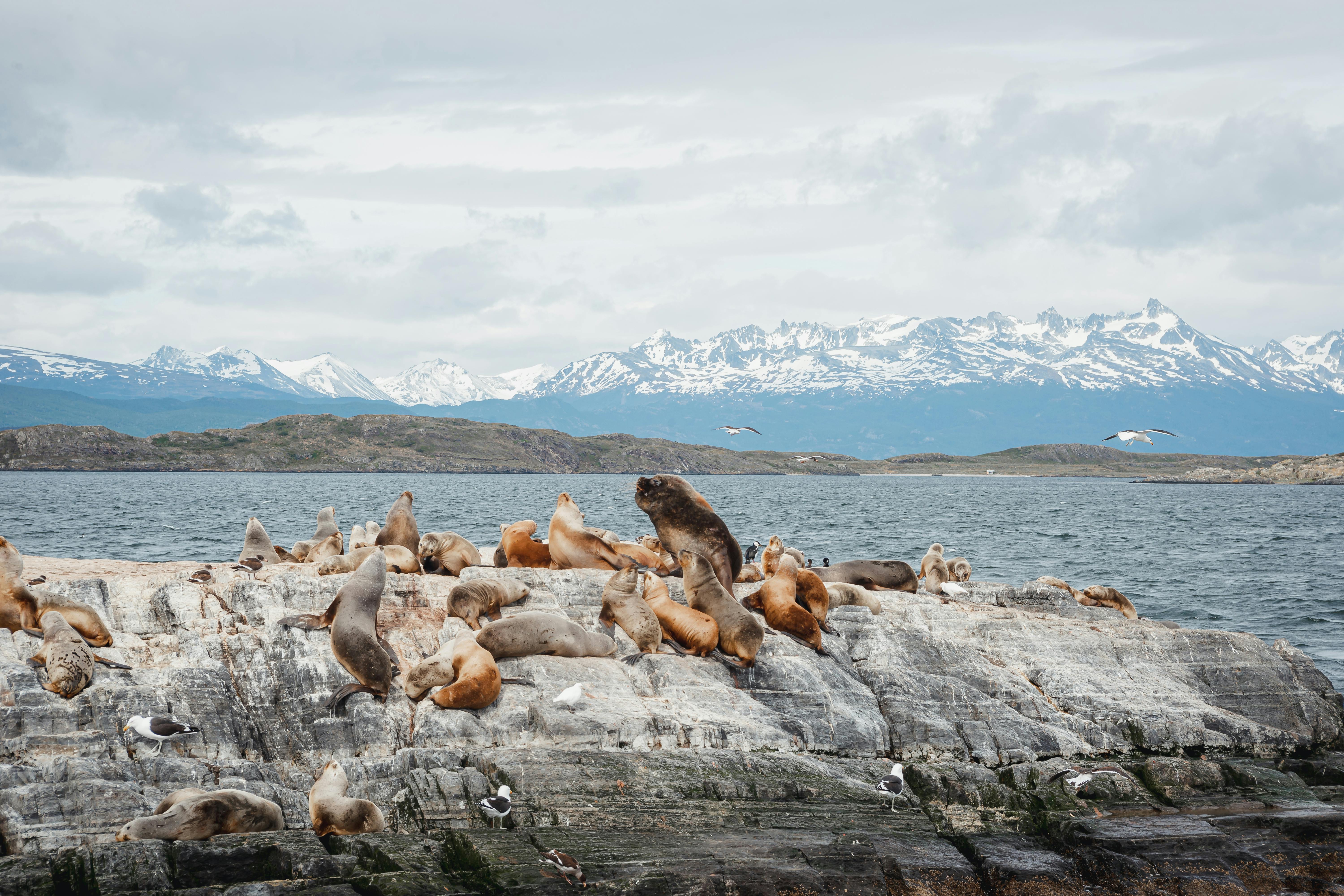 A group of sea lions resting on a rocky shore with snow-capped mountains in the background.