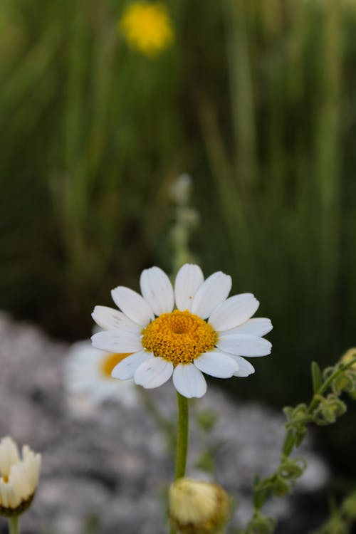 White Chamomile Flower